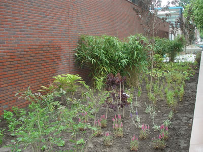 Beplanting